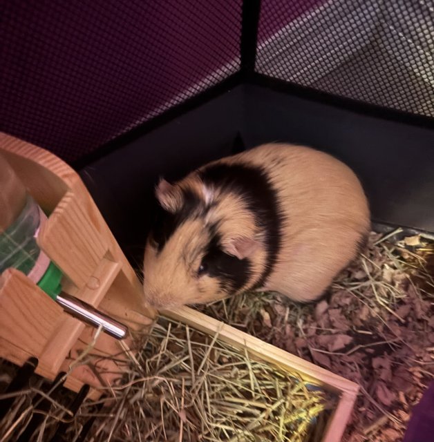 Brownie needs a new home