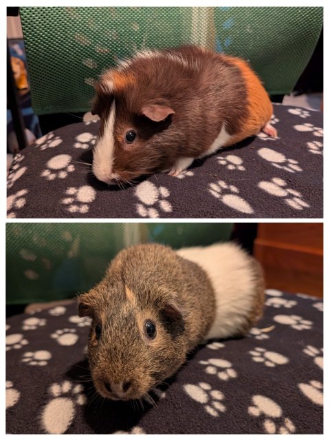 Rehoming 2 females (Isabel and Vivian)!