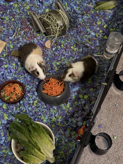 2 Male pigs bonded together