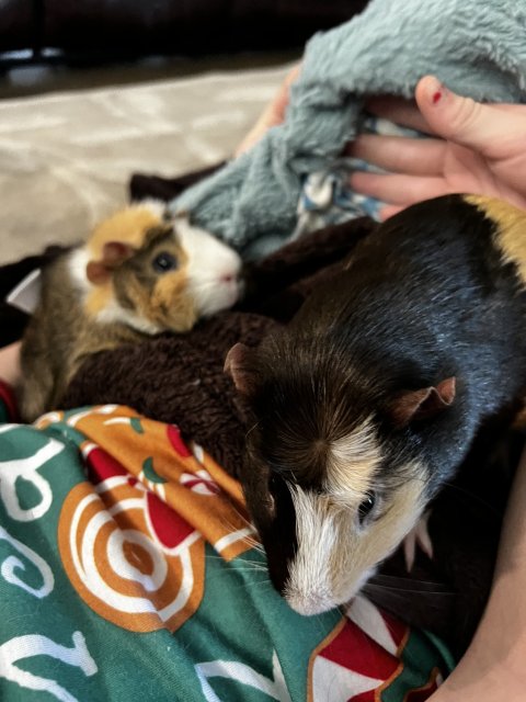 Father-Son Piggie Dynamic Duo!