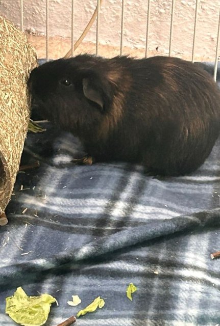 2 male guinea pigs good health asking for 100