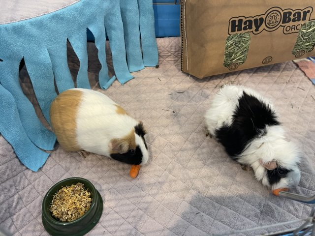 2 female guinea pigs: sweet &amp;amp; need a new home