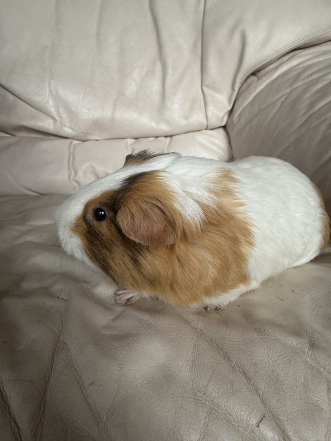 Charlie - 3 year old neutered male