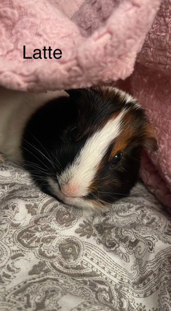 2 Bonded male Guinea Pigs