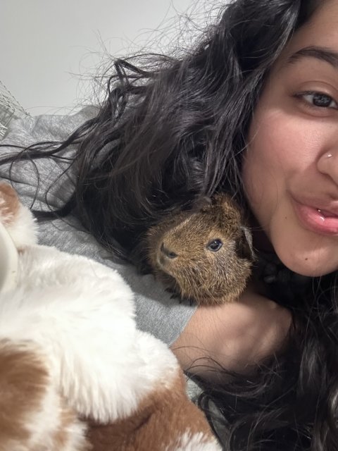2 Male Guinea Pigs