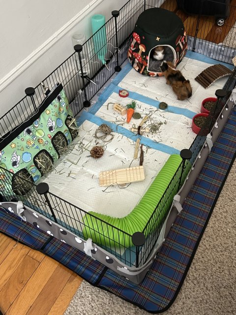 Mario and Luigi need a new home