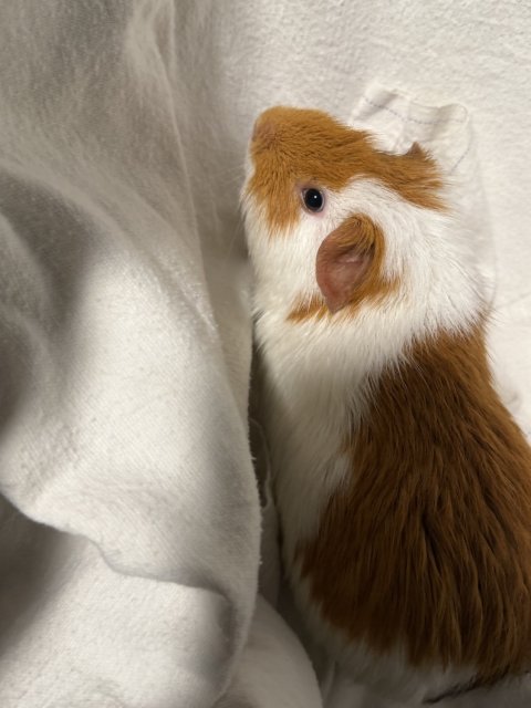 Male Guinea Pig needs rehome,comes with cage