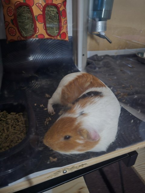 Porkchop, 2yr male, loner