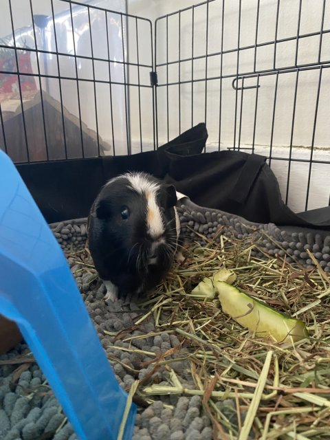 2 FEMALE Guinea pigs (: