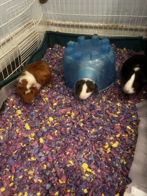 Adopt my 3 female guinea pigs