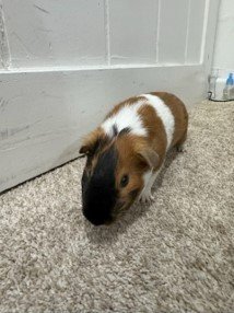 3 Healthy Happy Guinea Pigs