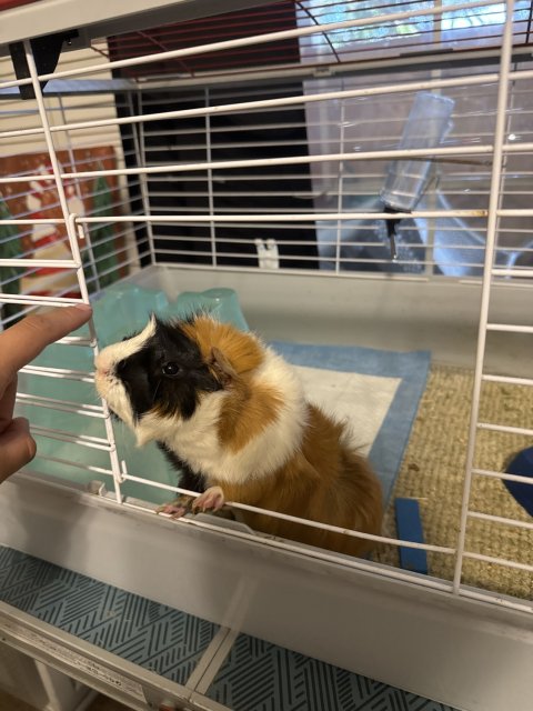 2 Adult and 2 young guinea pig