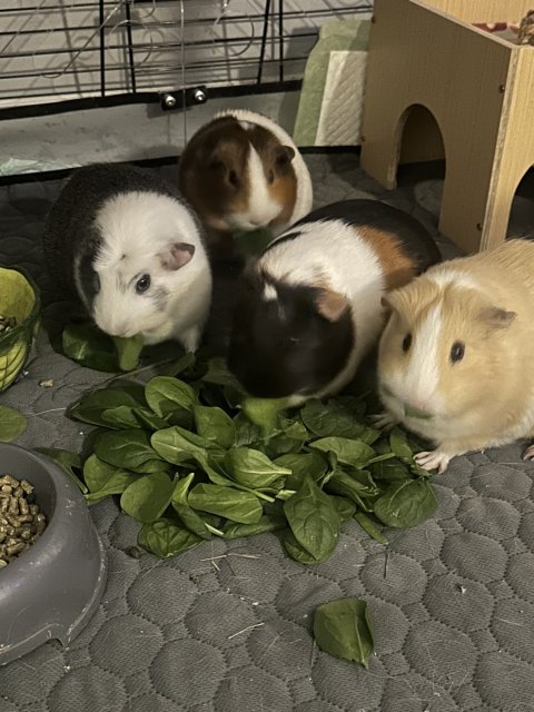 Four Sweet Girls
