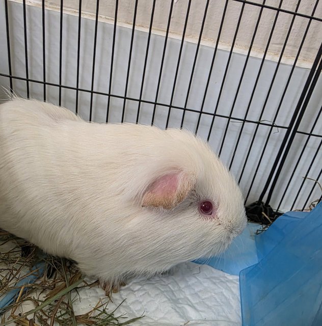 Single Male Guinea Pig, 3 years old