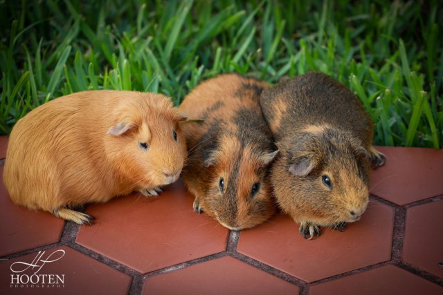 Family Fur-ever: Dad &amp;amp; Two Sons Rehome Ready