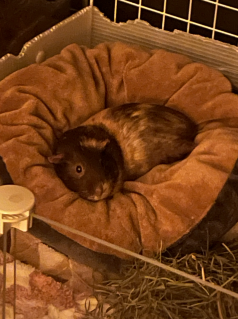 5-6 Year Old Female Guinea