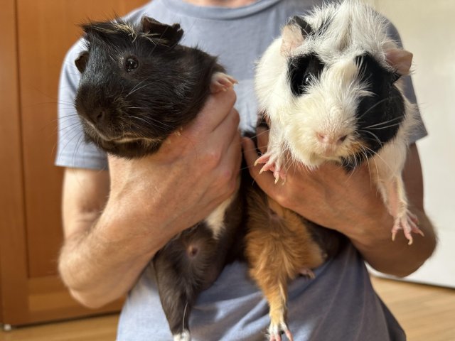 2 wonderful and fun male guineas for adoption