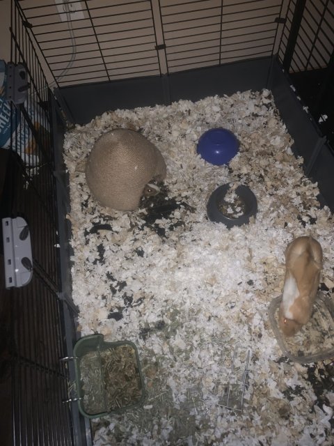 2 Guinea pigs. Comes with cage, food, bedding