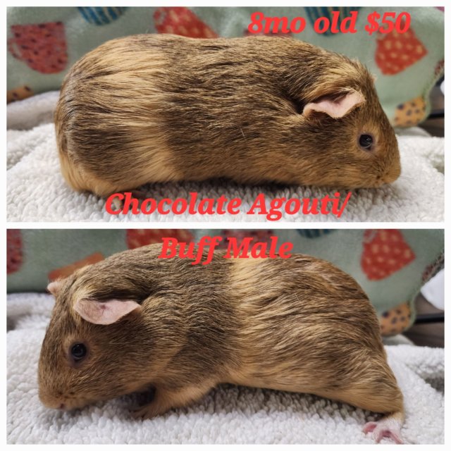 Guinea Pigs Available Now