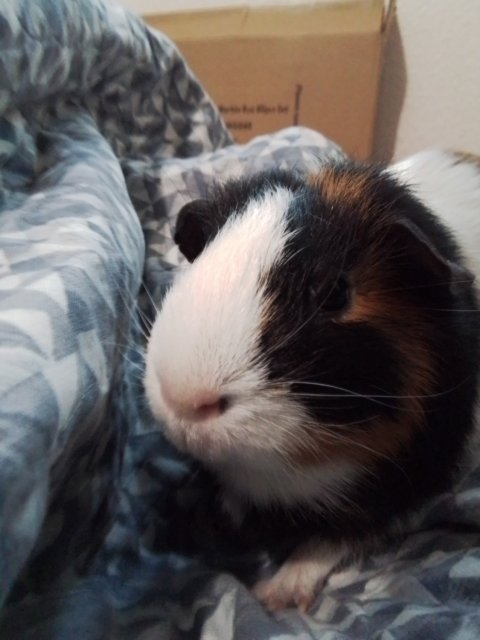 Canot keep her! Single female W/ cage