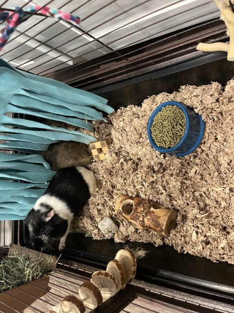 Two Five Year Old Male Bonded Pair