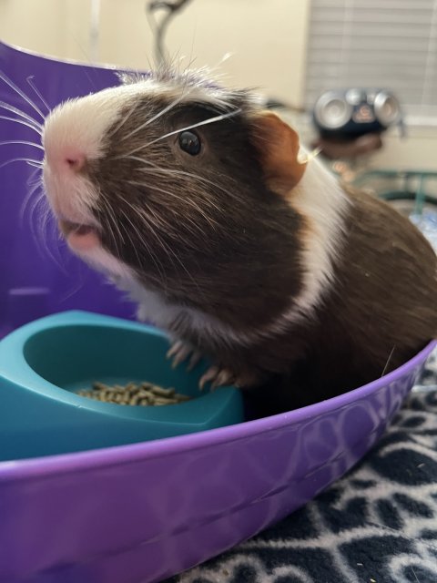 My name is Piggy