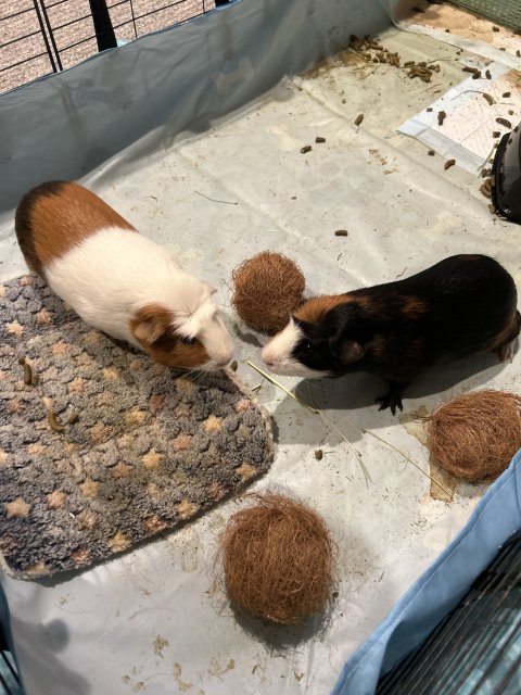 Pinky and Mateo 2 male 2 year old guinea pigs