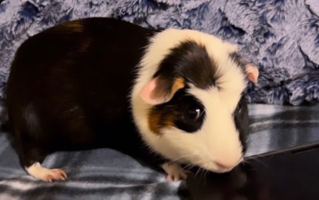 take moomoo home
