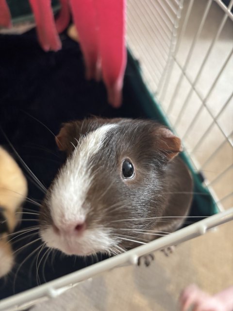 Two females looking for a forever home.