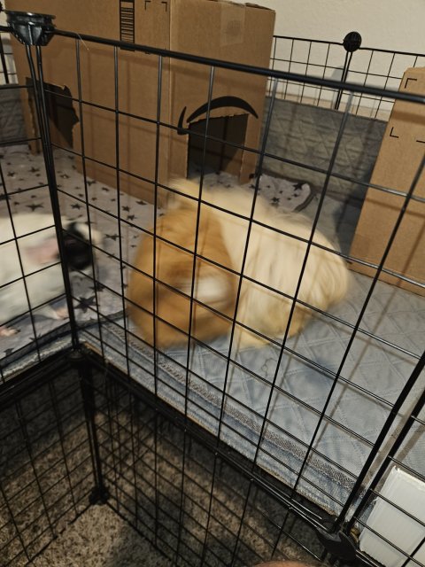 3 bonded females for rehoming