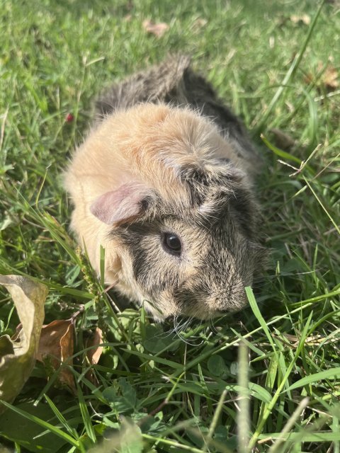 Sir George Needs a New Home