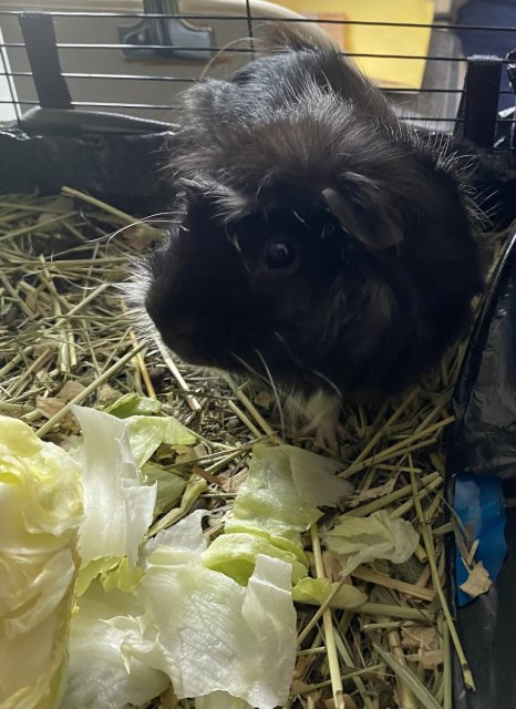 Oreo the Guinea Pig