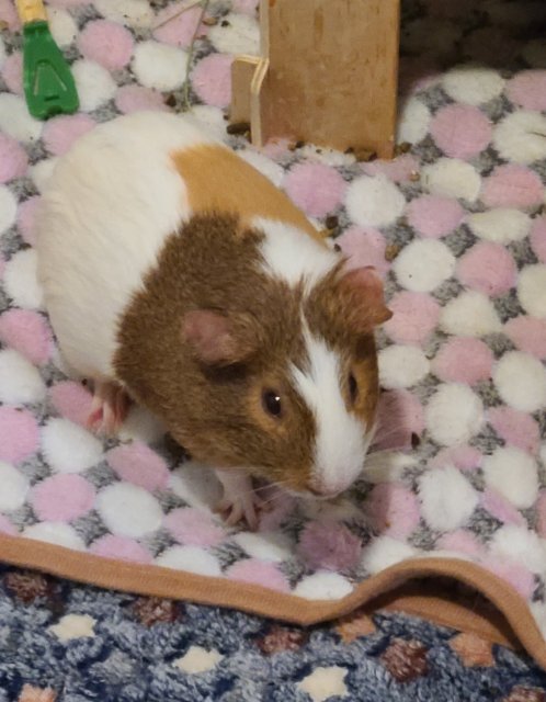 American Guinea pig needed new home