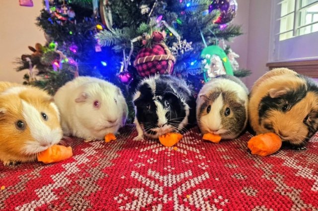 Want 5 adorable guinea pigs?