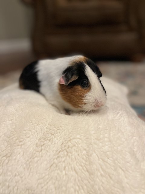Female sweetheart