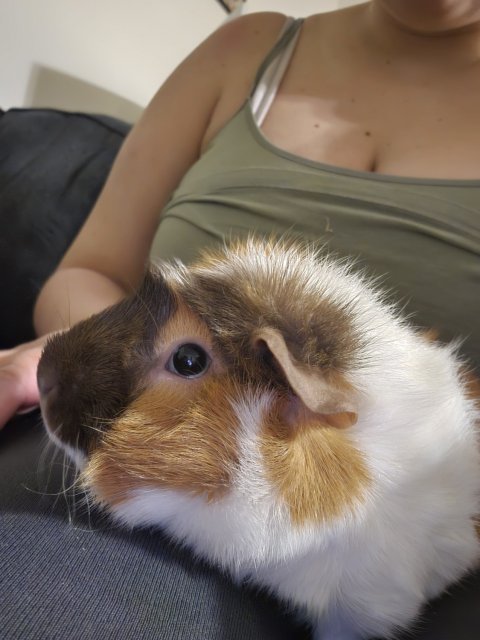 Two Female Piggies