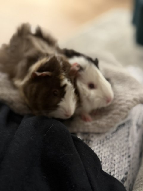 2 Female Bonded Short Young Sweeties