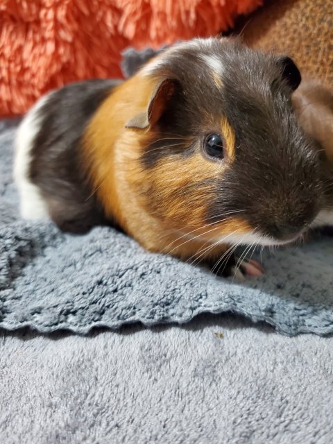Guinea pigs (female and neutered male)