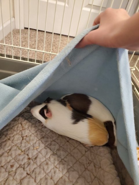 Bonded Femail Guinea Pigs