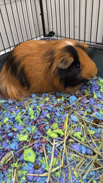 Male guinea pig