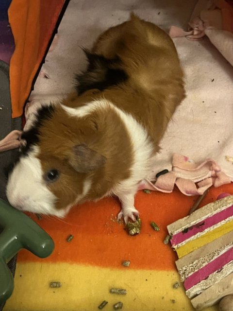 3 female guinea pigs