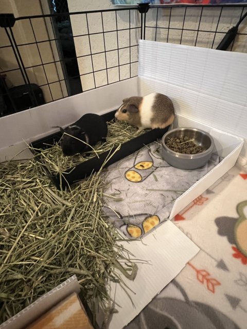 3 bonded females with accessories included