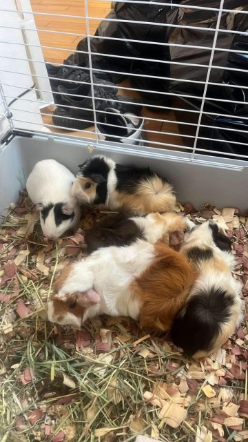 5 Female Guinea Pigs