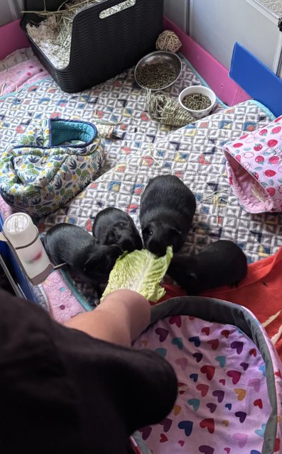 Rehoming my four girls! Includes setup!