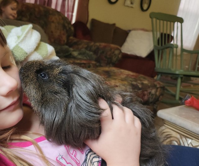 Two female Lunkarya guinea pigs and stuff