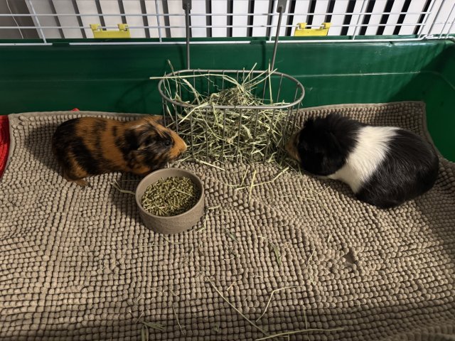 2 female Gpigs, Raleigh NC, $40