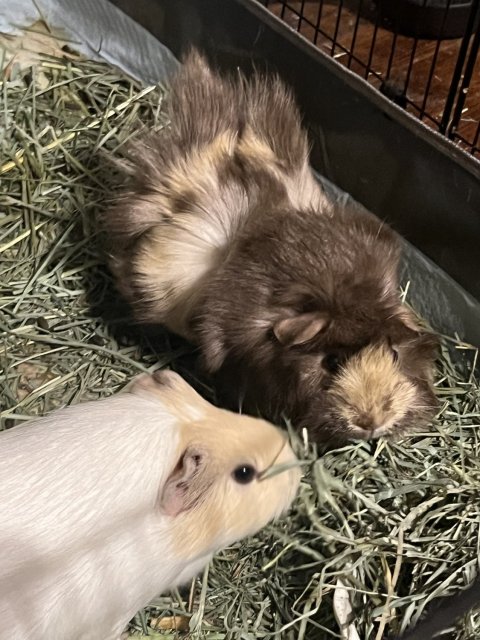 Two guineas need a new home