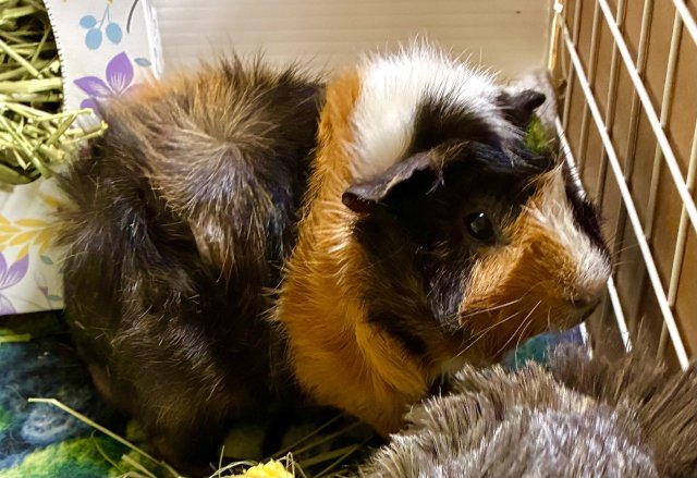 Meet Snickers! 🍫
