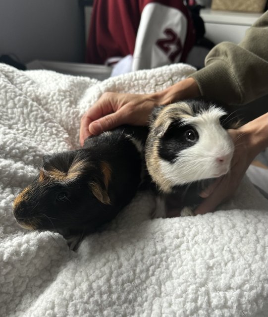 One Year Old Guinea Pigs Male Bonded Pair