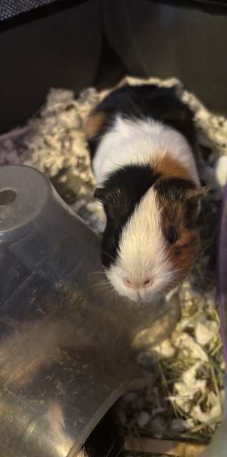3 female cuddly piggies needing new home